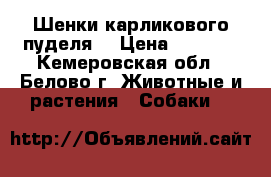 Шенки карликового пуделя  › Цена ­ 5 000 - Кемеровская обл., Белово г. Животные и растения » Собаки   